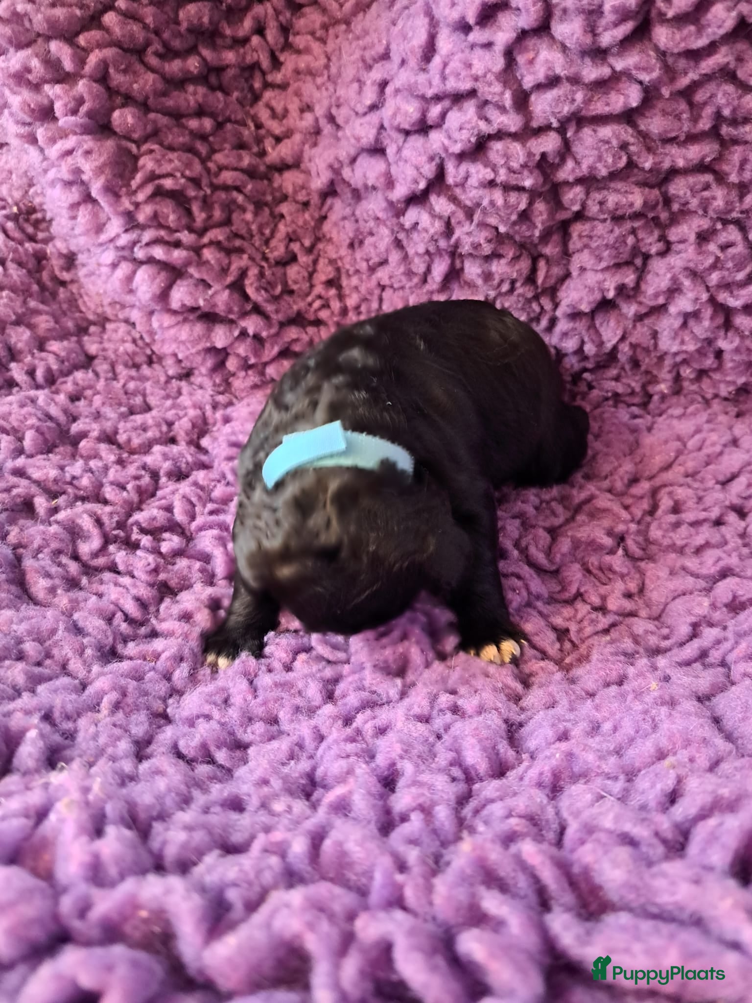 Barbet honden Franse waterhond - Barbetpups - Advertentie 2