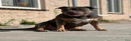 Amerikaanse Bully honden te koop: American Bully pupjes - Advertentie 4