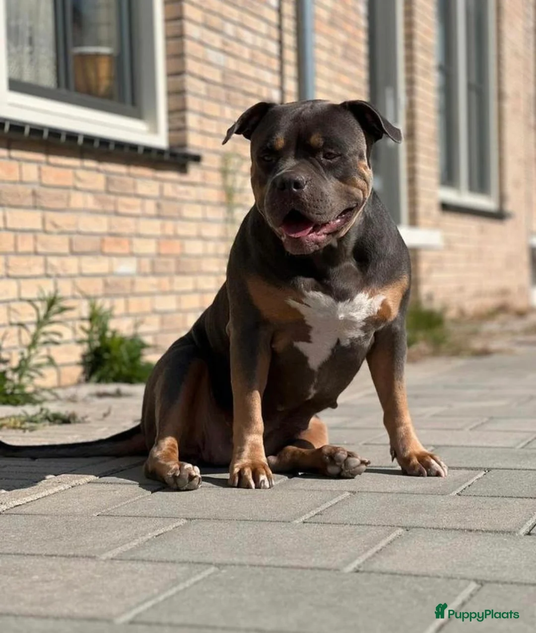 Amerikaanse Bully honden te koop: American Bully pupjes - Advertentie 4