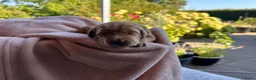 Australian Labradoodle honden te koop: Australische labradoodle pups - Advertentie 3