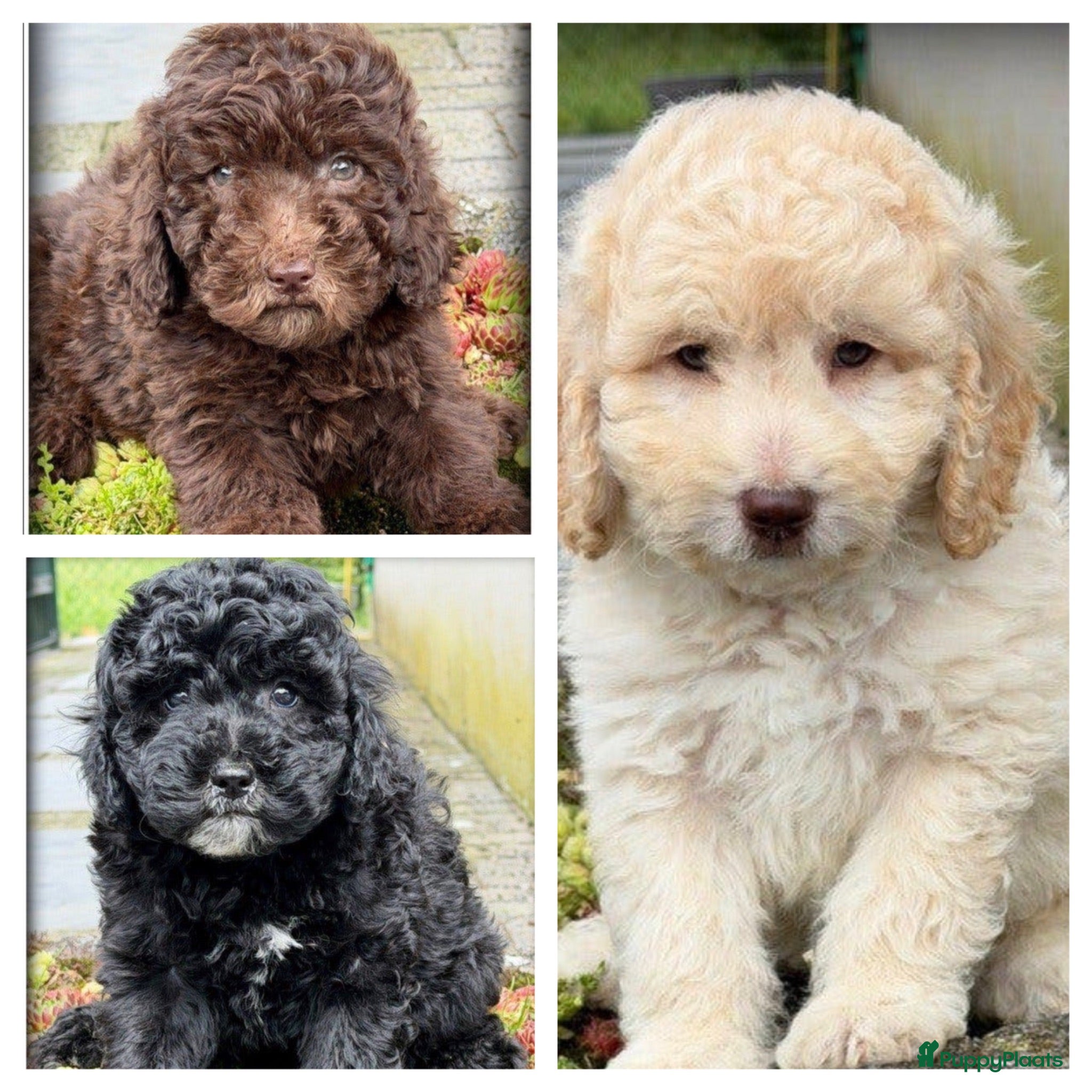 Labradoodle honden Labradoodle pups +/- 45 cm - Advertentie 1