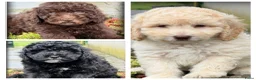 Labradoodle honden te koop: Labradoodle pups +/- 45 cm - Advertentie 1