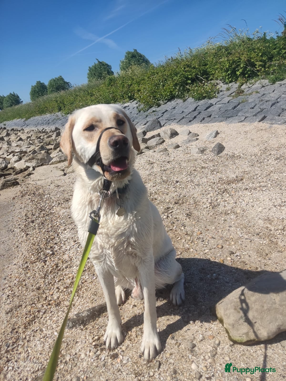Labrador Retriever honden Prachtige blonde Labrador dekreu - Advertentie 1
