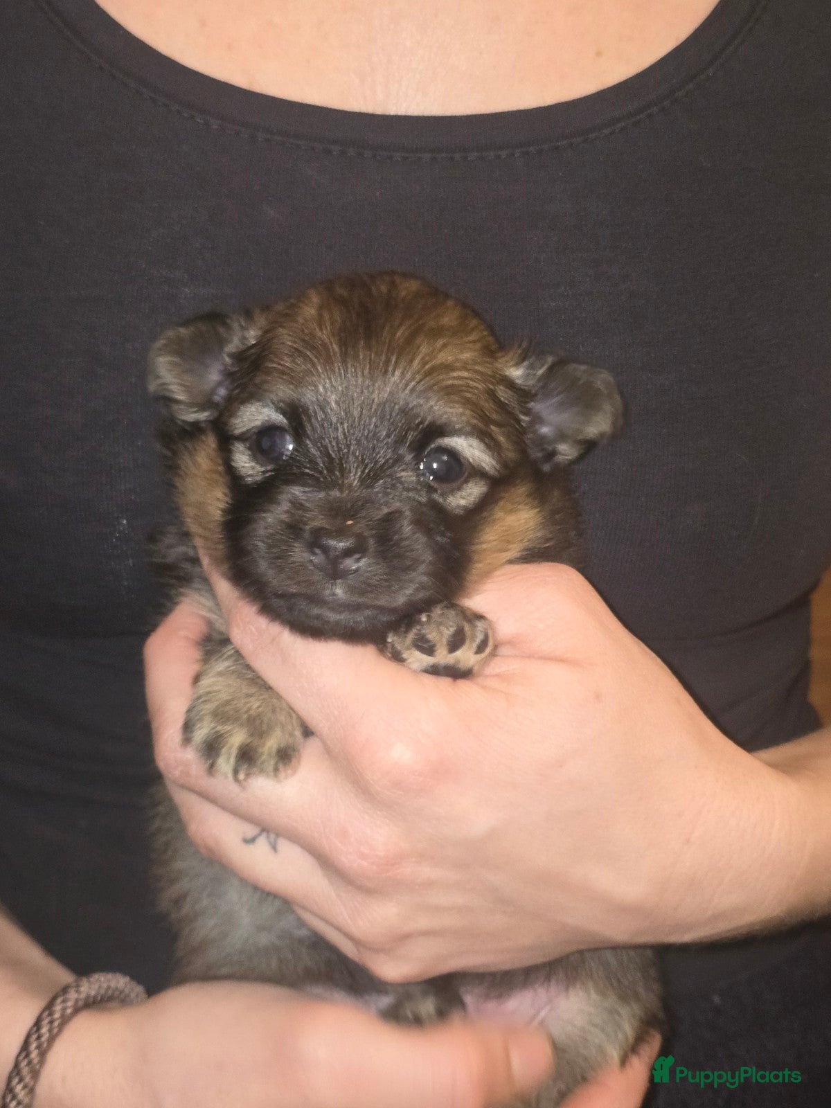 Pomchi honden Pomchi reutje te koop - Advertentie 2