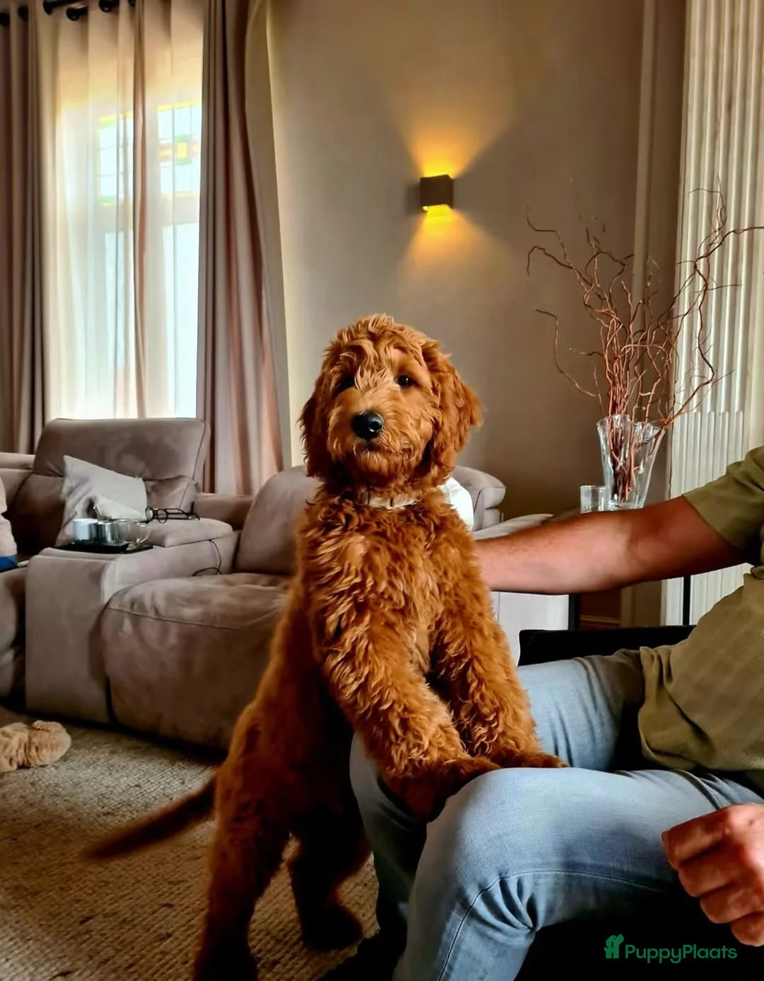 Goldendoodle honden ter dekking: Exclusieve Dekreu Beschikbaar – Milo - Advertentie 2