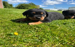 Rottweiler honden te koop: Rottweiler puppy met stamboom in IJsselmuiden - Afbeelding 1