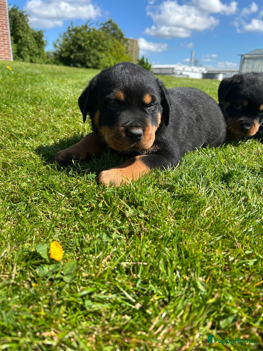 Rottweiler honden te koop: Rottweiler puppy met stamboom in IJsselmuiden - Afbeelding 1