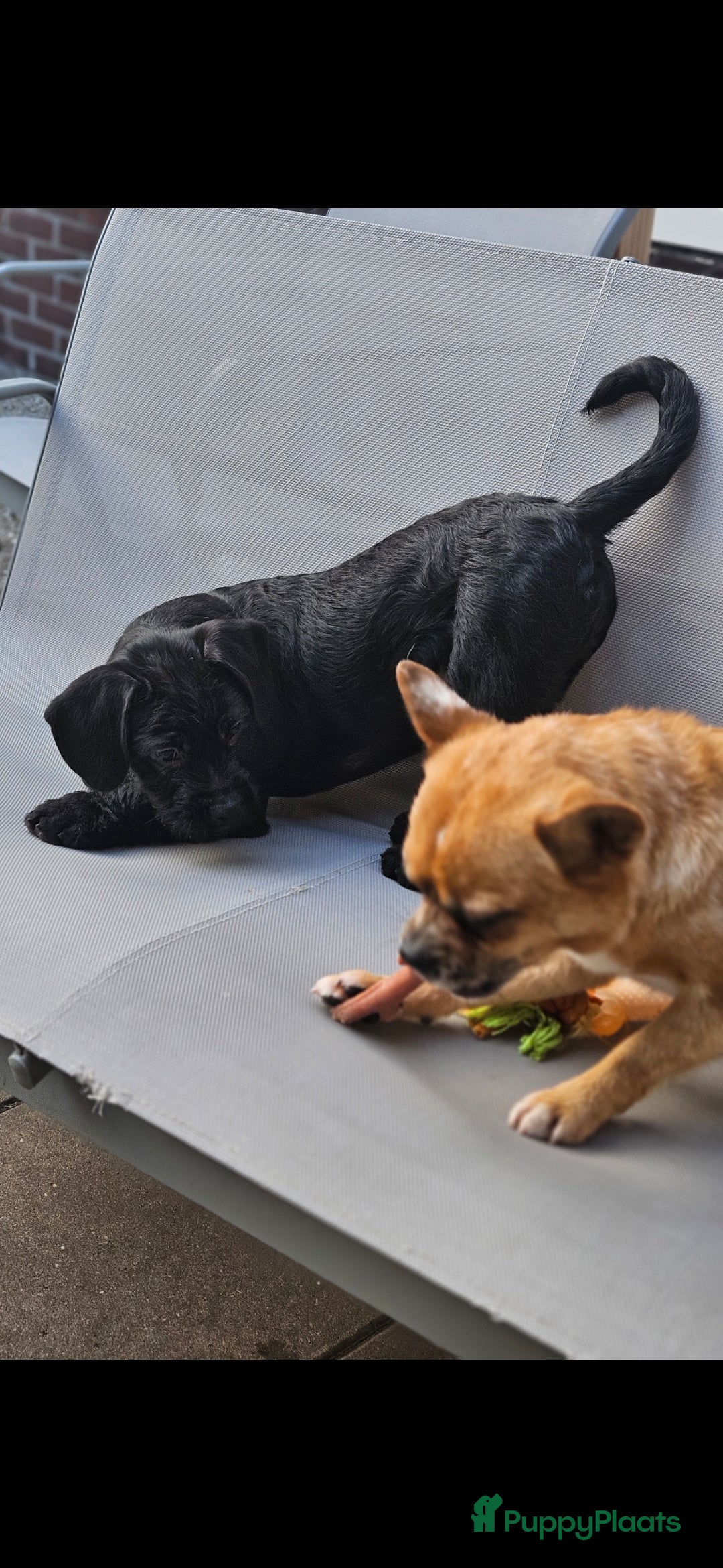 Kruising honden te koop: Super lieve Franse bulldog x toypoedel. - Advertentie 3