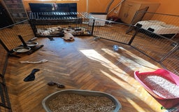 Franse Bulldog honden te koop: Franse bulldog raszuiver FCI (uitgebreid getest)  - Advertentie 9