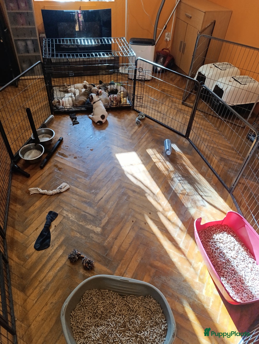 Franse Bulldog honden te koop: Franse bulldog raszuiver FCI (uitgebreid getest)  - Advertentie 9