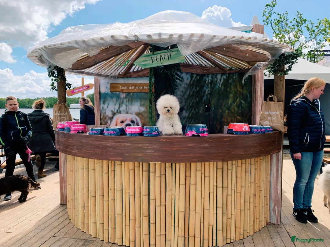 Galerij afbeelding {{count}}