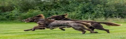 Duitse Staande Hond Langhaar honden te koop: Te koop - Advertentie 2
