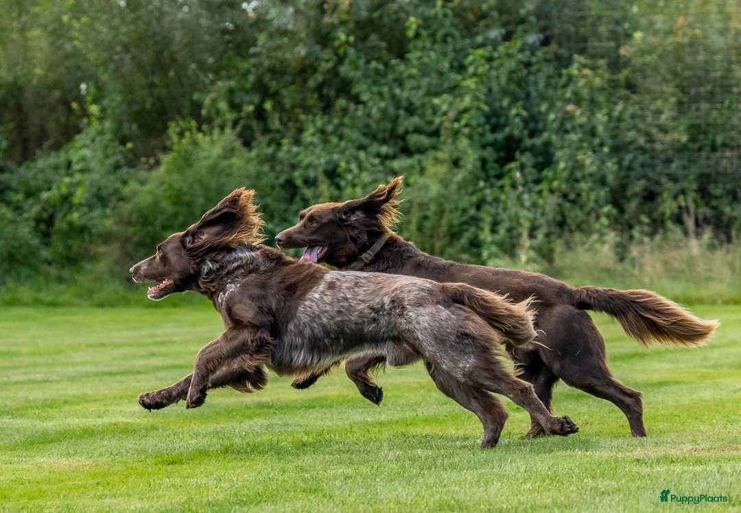 Duitse Staande Hond Langhaar honden te koop: Te koop - Advertentie 2