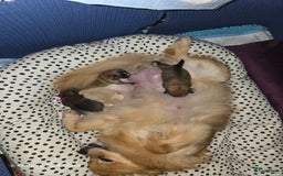 Pomeriaan honden te koop:  Te koop: Pomeranian pups met FCI-stamboom  - Afbeelding 13