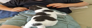 Jack Russel Terriër 4