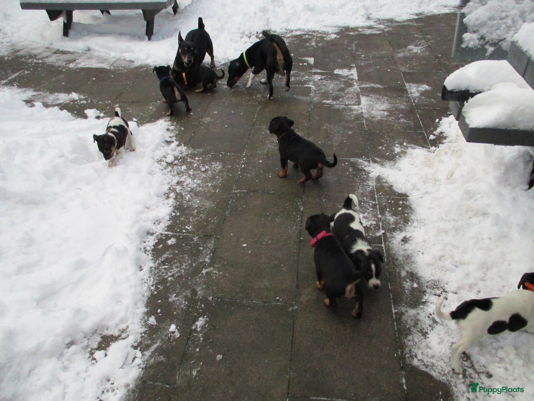 Jack Russel Terriër honden te koop: Jack  russel pups zoeken lief huis! nog 4 pups! - Advertentie 30