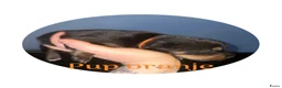 Kruising honden te koop: Bordercollie - Advertentie 8