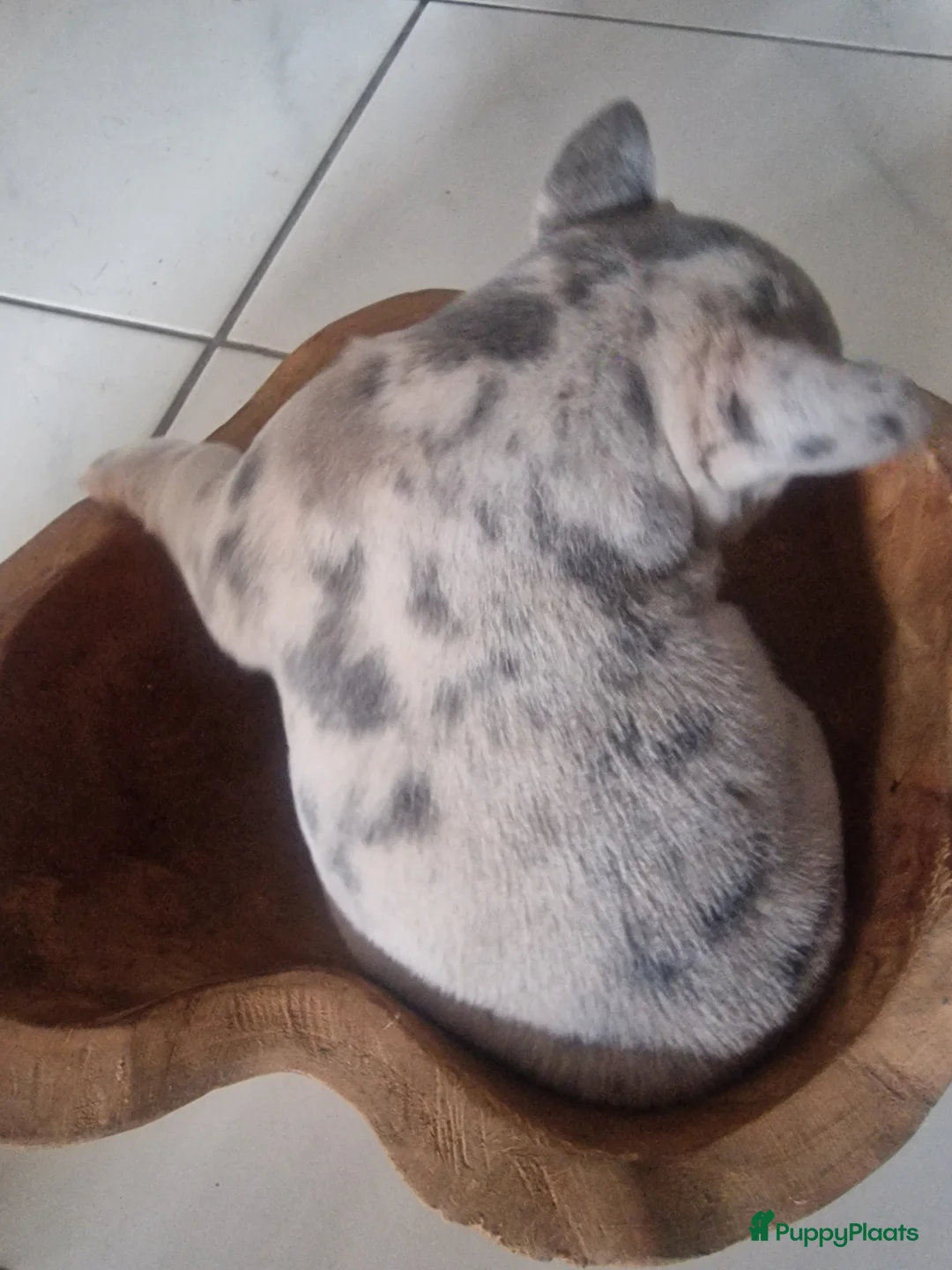 Franse Bulldog honden te koop: Nog 1 Reutje Merle. Stevige reu - Advertentie 4