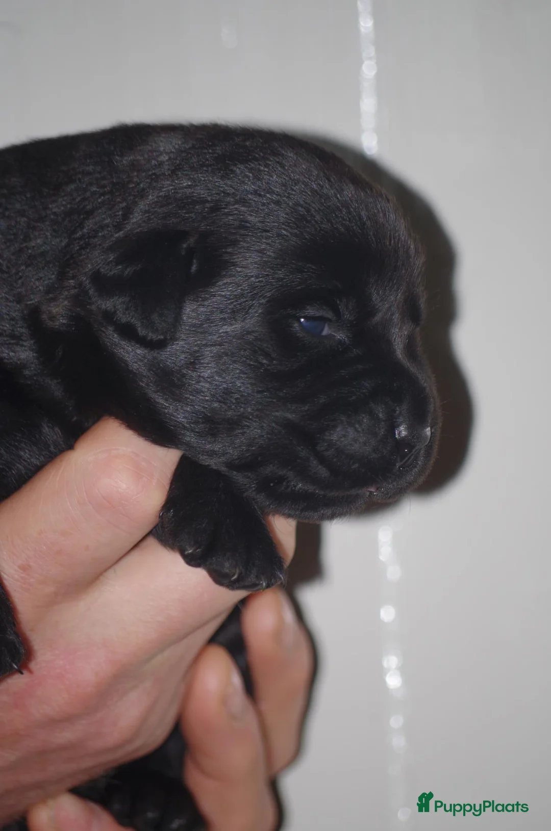 Labrador Retriever honden te koop: labrador pups, 5 teefjes en 3 reutjes beschikbaar. - Advertentie 15