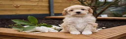 Maltipoo honden te koop: De aller liefste Maltipoo puppy’s ❤️ - Advertentie 2