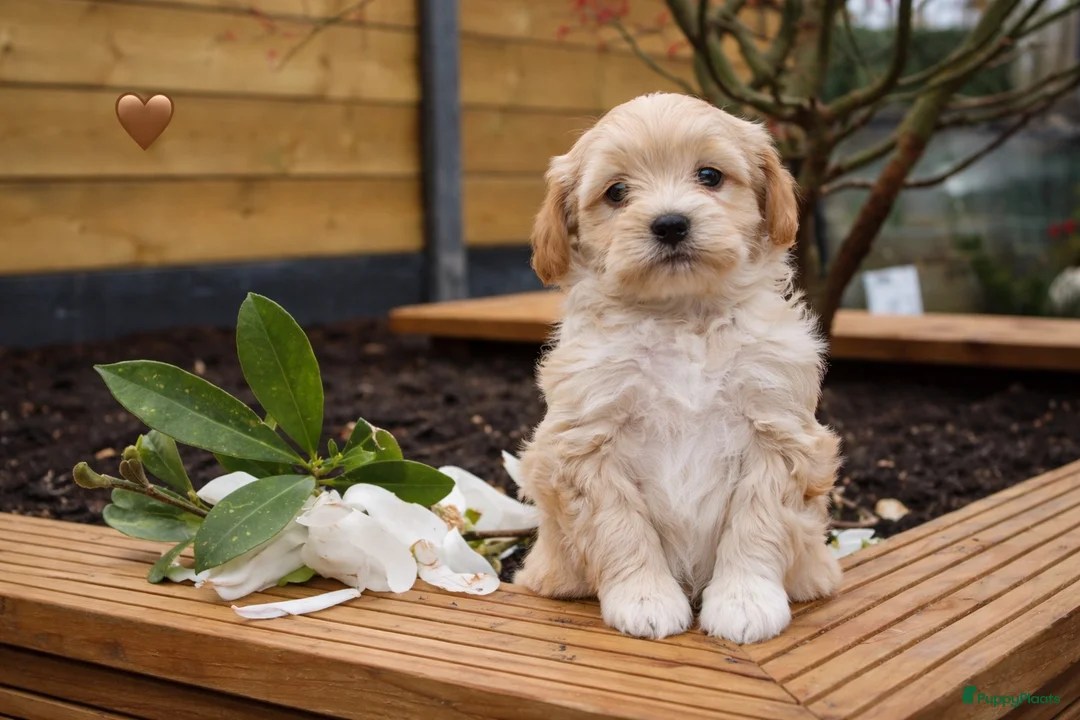 Maltipoo honden te koop: De aller liefste Maltipoo puppy’s ❤️ - Advertentie 2