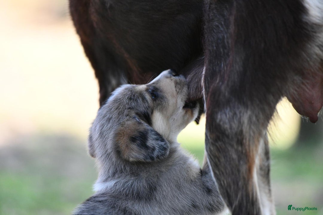 Australian Shepherd honden te koop: Australian Shepherd x Kelpie Pups in Maashees - Afbeelding 15