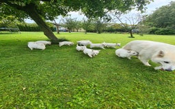 Zwitserse Witte Herdershond honden te koop: super mooie goed gesocialiseerd witte herder pups  - Afbeelding 12