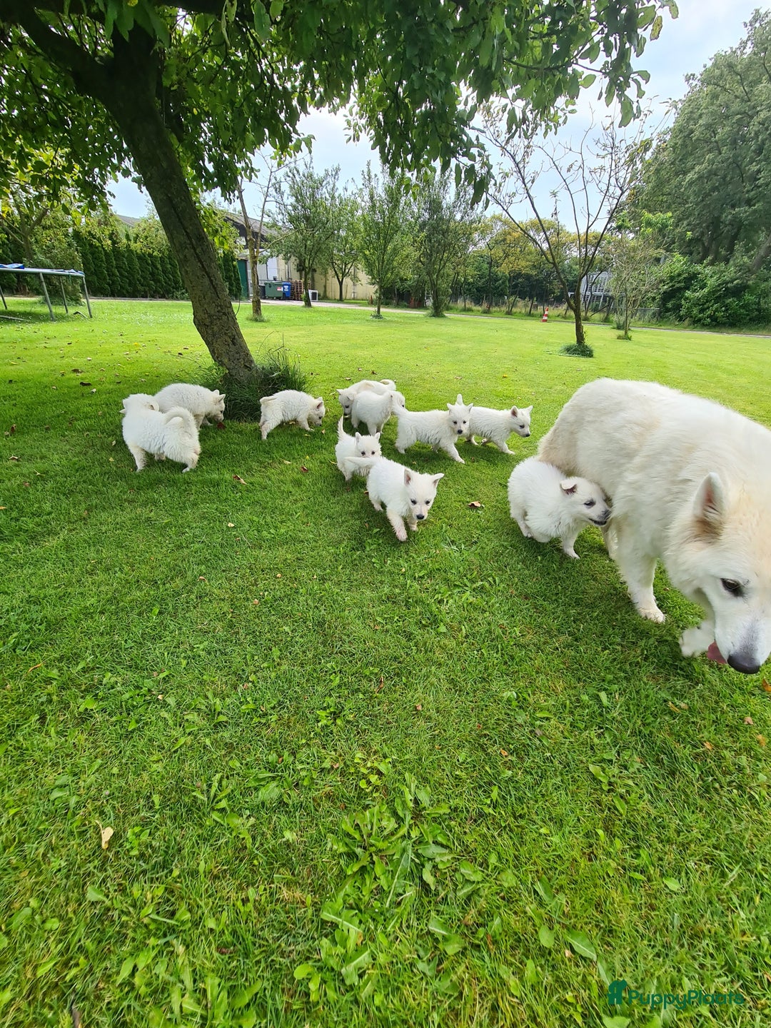 Zwitserse Witte Herdershond honden te koop: super mooie goed gesocialiseerd witte herder pups  - Afbeelding 12