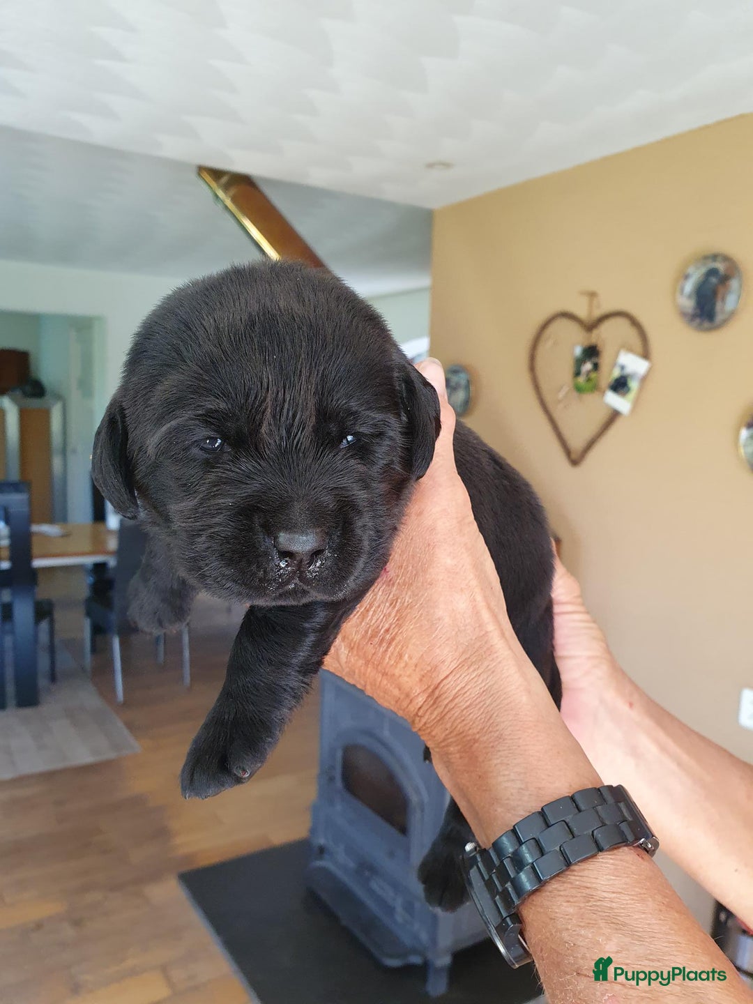Labrador Retriever honden te koop: 3 zwarte  labrador pups reutjes  in Weert - Afbeelding 9
