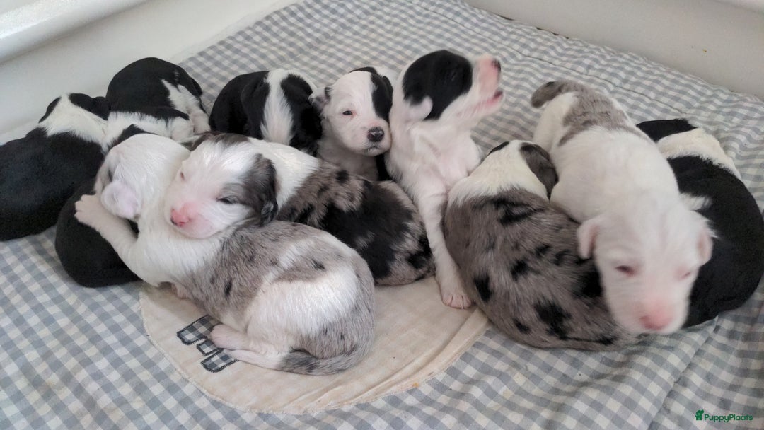 Kruising honden te koop: Mooi, lief en slim! hypoallergene Spaanse aussies - Afbeelding 21