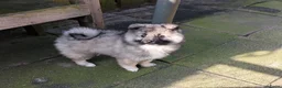 Keeshond honden te koop: Middenslag keeshond pup - Advertentie 10