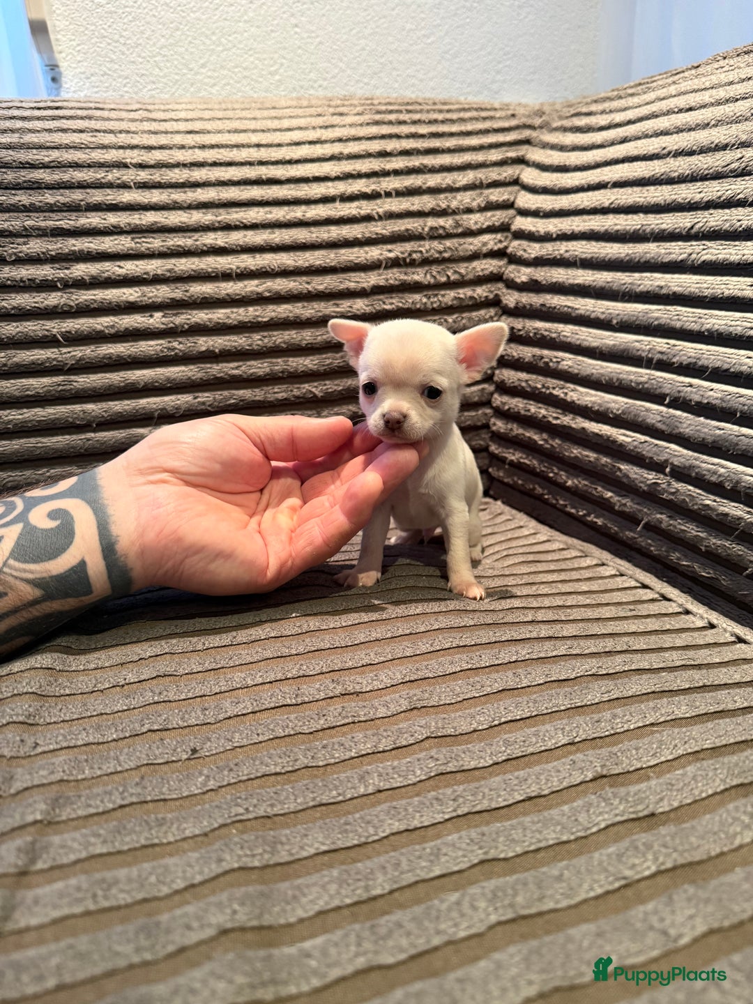 Chihuahua honden te koop: Te koop chihuahua pups - Advertentie 6