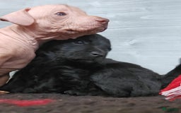 Mexicaanse Naakthond honden te koop: Mexicaanse Naakthond Miniatuur, Xolo, met vacht - Afbeelding 9