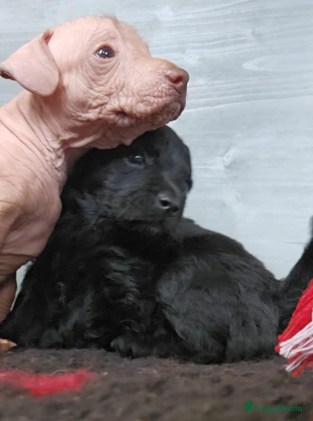 Mexicaanse Naakthond honden te koop: Mexicaanse Naakthond Miniatuur, Xolo, met vacht - Afbeelding 9