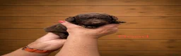 Labradoodle honden te koop: Labradoodle pups  - Advertentie 7