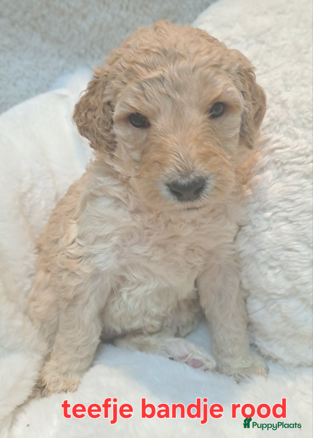 Australian Labradoodle honden te koop: Prachtige australian doodles pups  - Advertentie 12