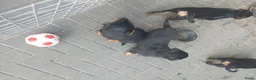 Rottweiler honden te koop: Rottweiler pups - Advertentie 20