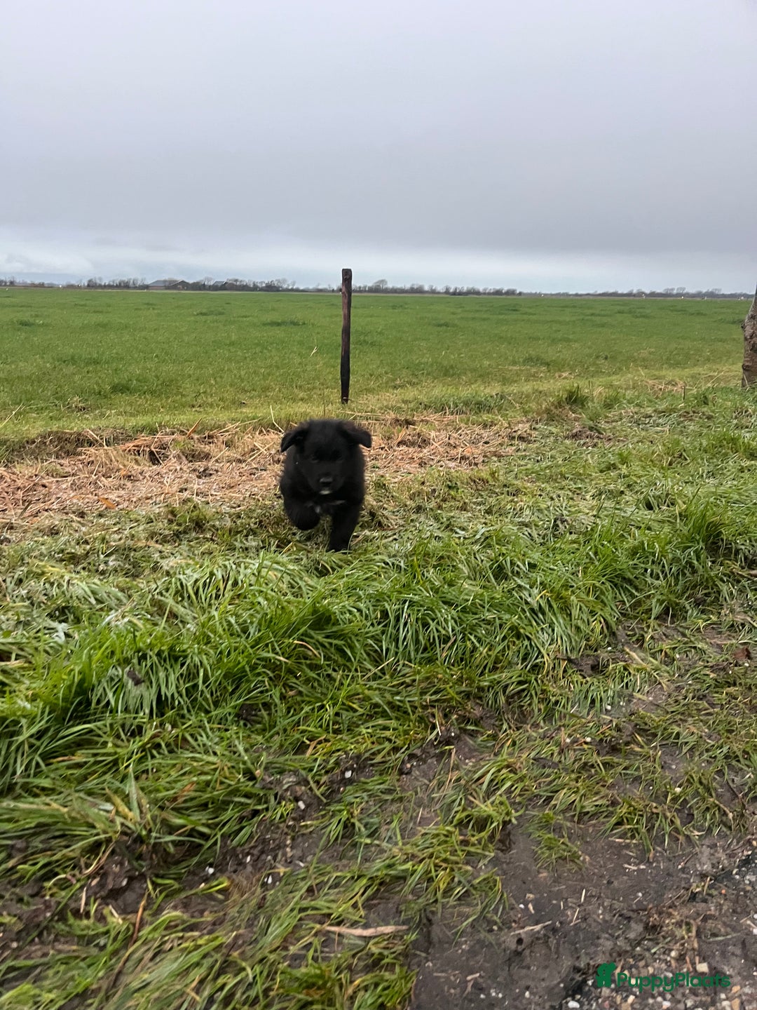 Kruising honden te koop: Lieve duitse herder x border collie pups - Advertentie 28