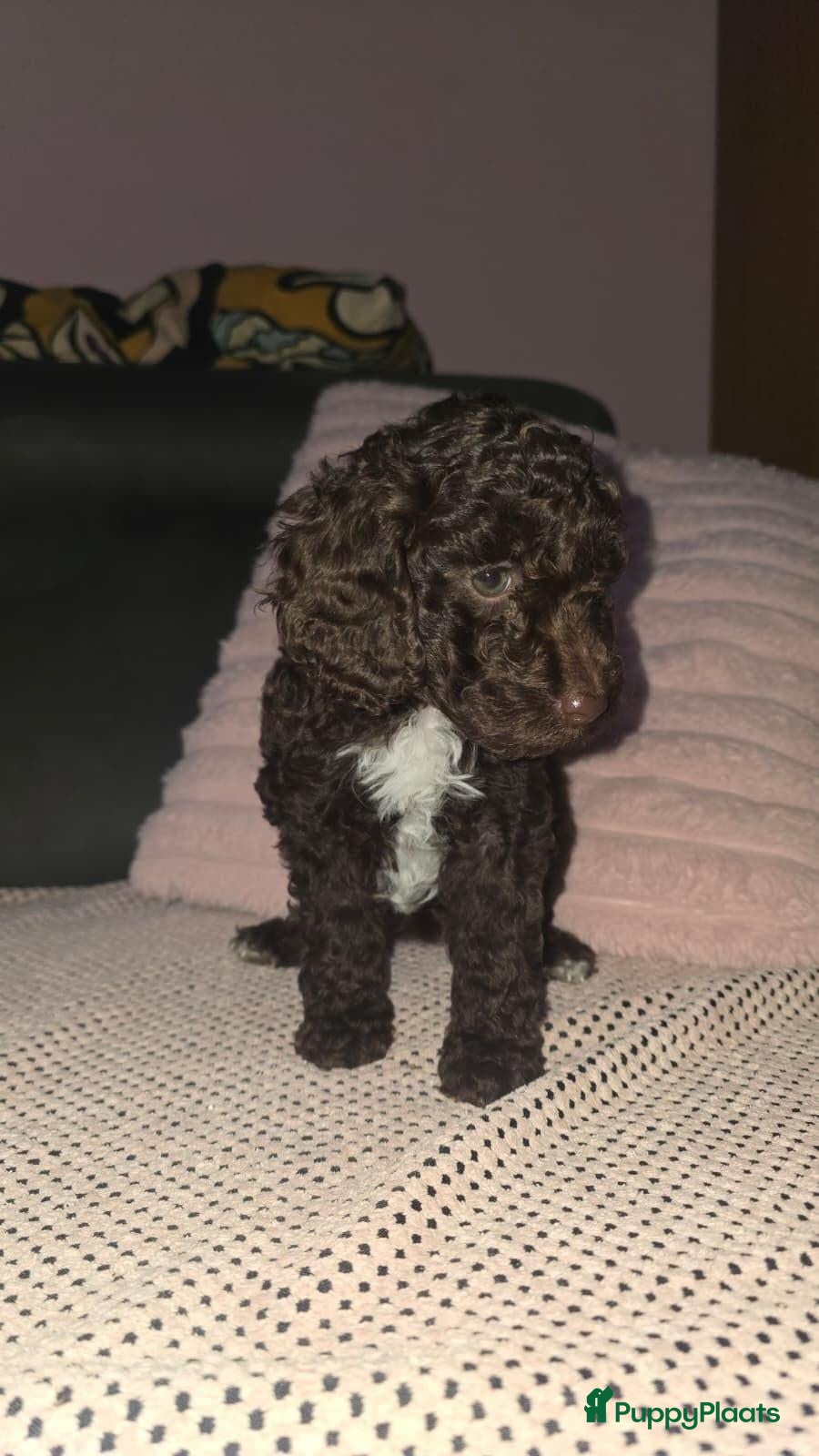 Labradoodle honden te koop: Mooie mini labradoodle puppies  - Advertentie 2