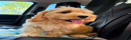 Cockapoo honden te koop: Amerikaanse Cockapoo pups - Advertentie 4
