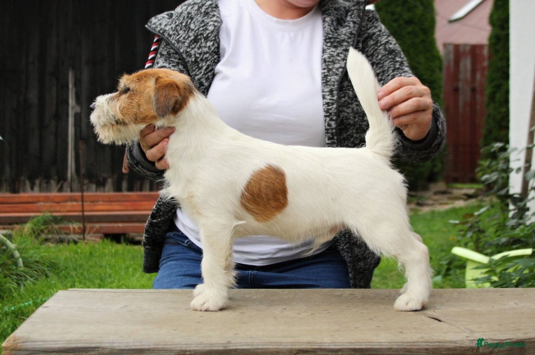 Jack Russel Terriër honden te koop: Jack Russell pups verwacht - Advertentie 2