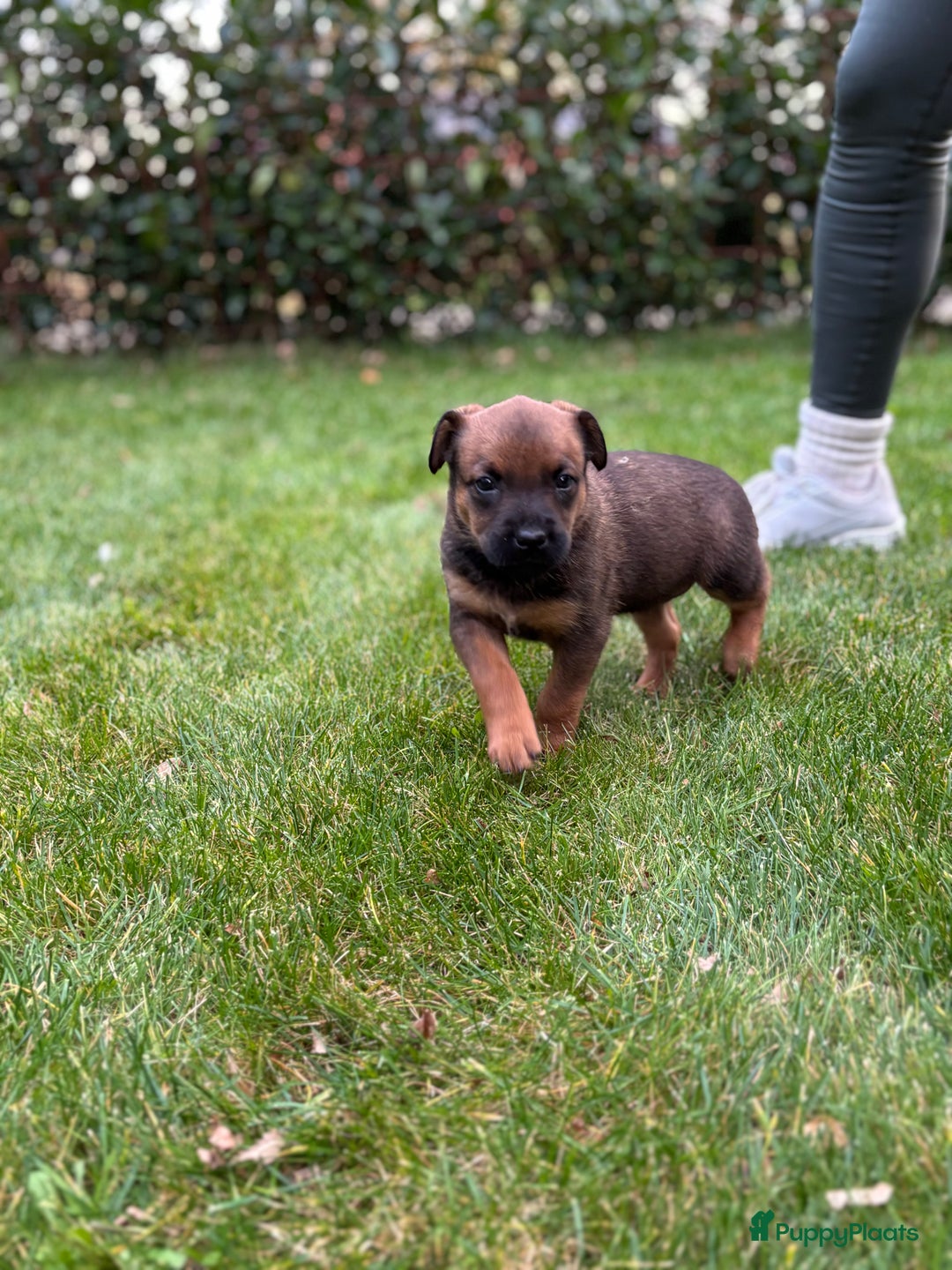 Kruising honden te koop: Mechelse herder & rotweiler - Advertentie 10