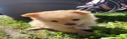 Kruising honden te koop: Pomchi x keeshond puppy’s  - Advertentie 9
