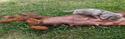 Teckel (korthaar)  honden te koop: Merle teckel pupjes. - Advertentie 12