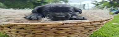 Labrador Retriever 6