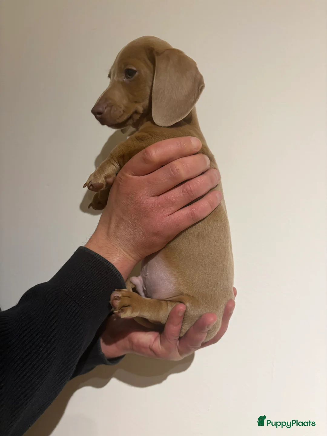 Teckel (korthaar)  honden te koop: Dwerg Teckels puppy’s zoeken een warm nest. - Advertentie 14