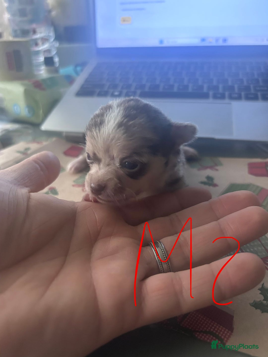 Chihuahua honden te koop: 6 lieve Chihuahua puppy’s - Advertentie 31