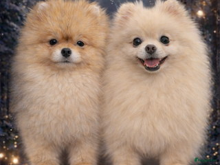 Pomeriaan honden Raszuivere Pomeranian / pomeriaan pups 🐾 - Advertentie 2