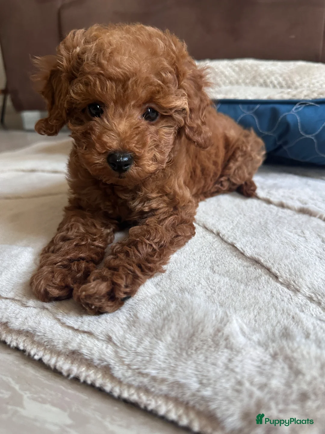 Poedel Toy honden te koop: Toypoedel puppy’s – liefdevolle gezinnen gezocht - Advertentie 2