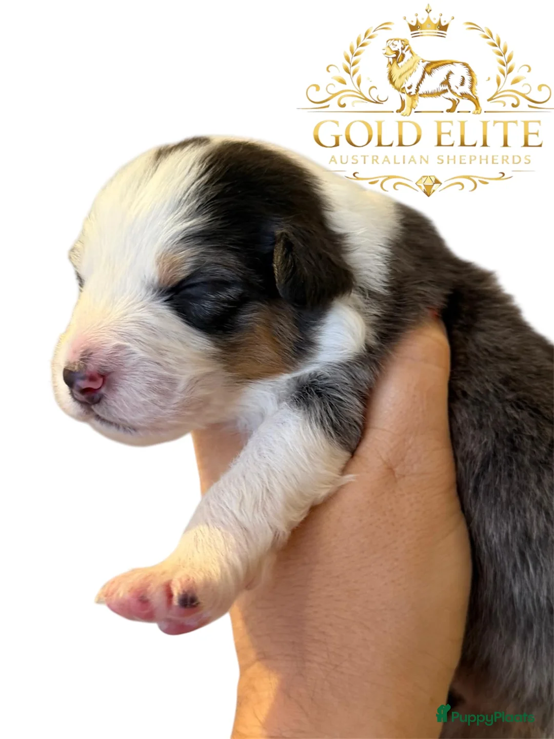Australian Shepherd honden te koop: Australian shepherd pups puppy - Advertentie 7